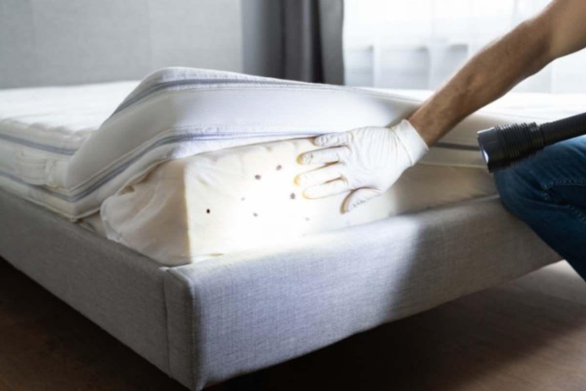Cimici del letto: come scovarle e rimuoverle