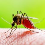 zanzara della malaria ritrovata in puglia