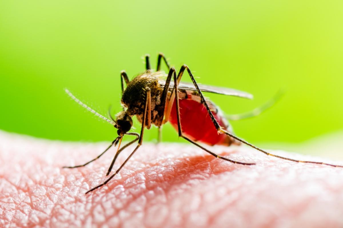 zanzara della malaria ritrovata in puglia