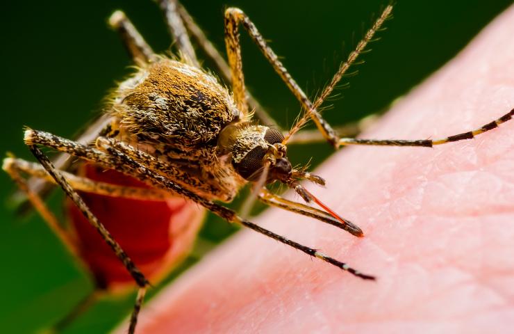 zanzara della malaria ritrovata in puglia che pericolo c'è