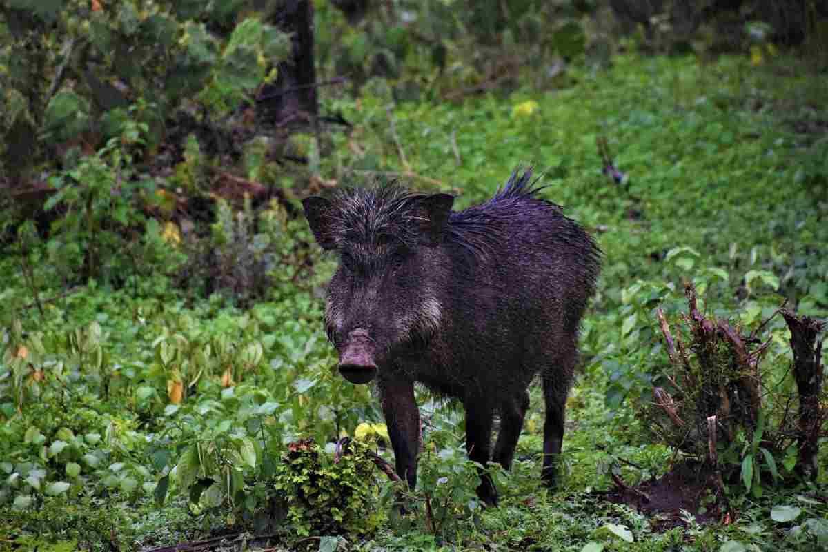 Un cinghiale nel bosco