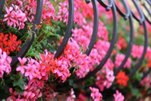 piante con fiori colorati da giardino e da balcone