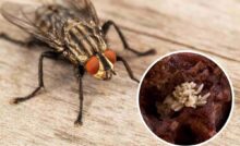 La mosca che depone tantissime uova